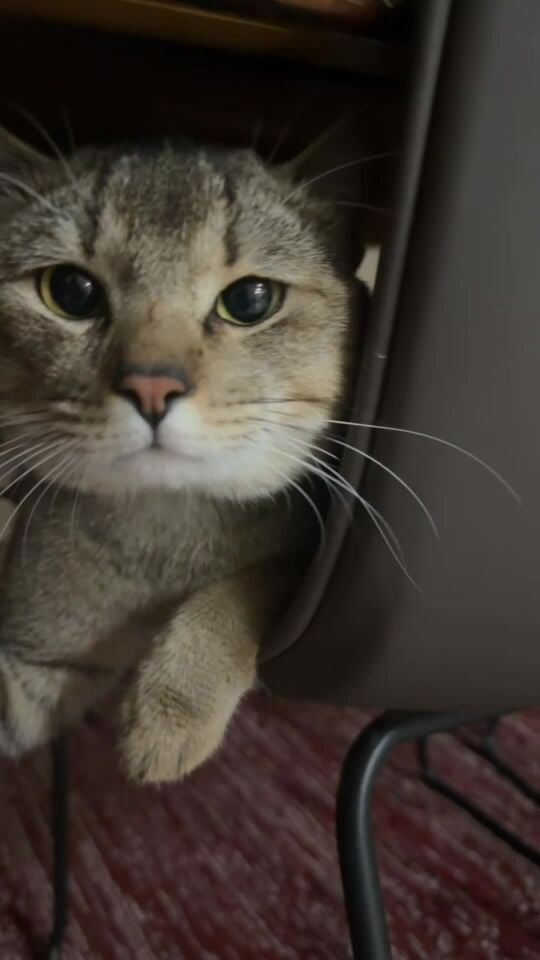 male cat