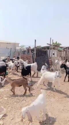 للبيع ماعز حليب