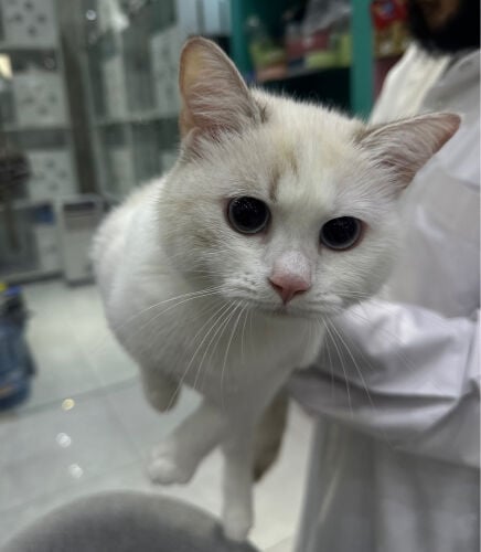 Silver Shaded British Shorthair Mix