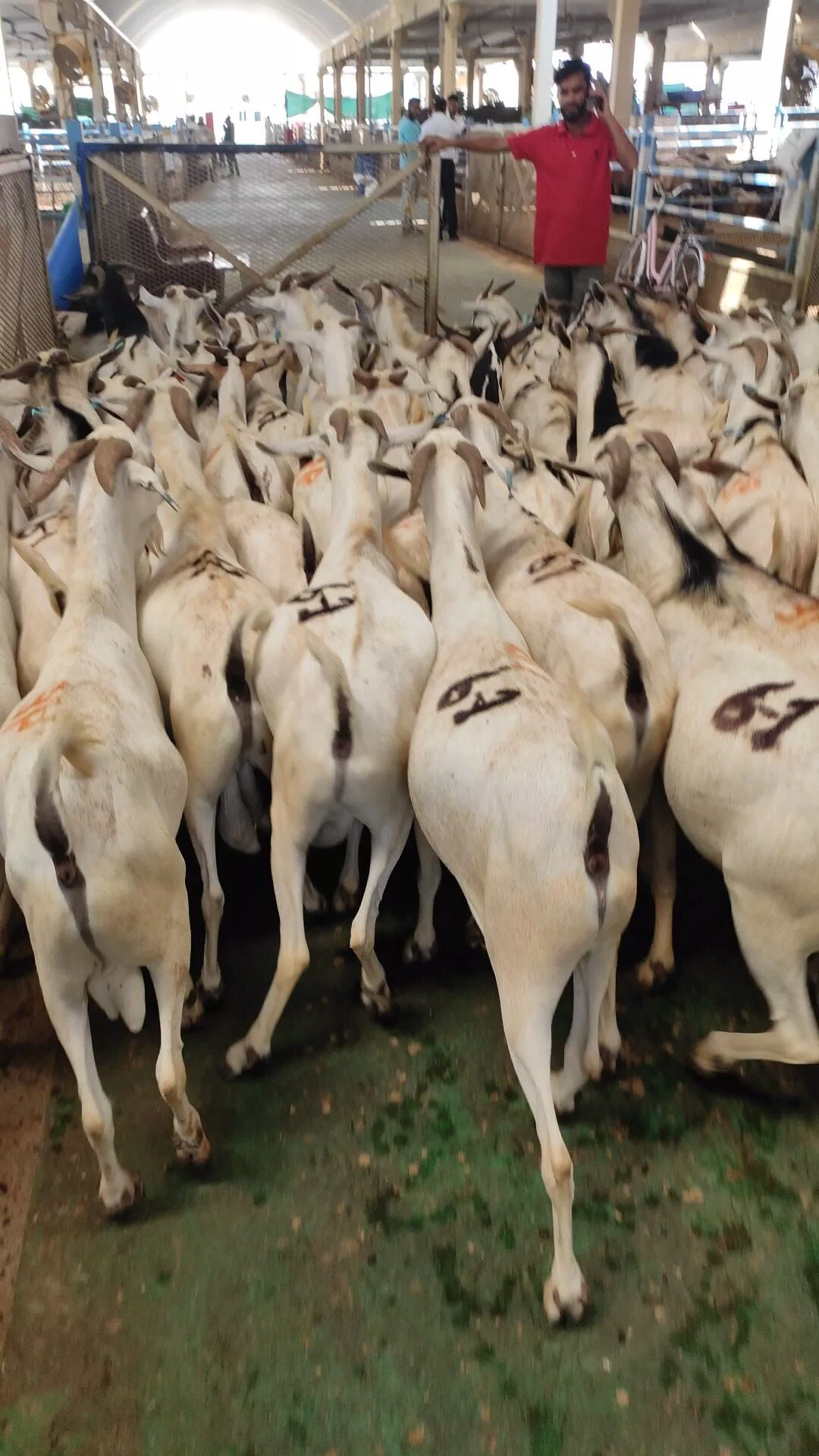 New Big India Goat