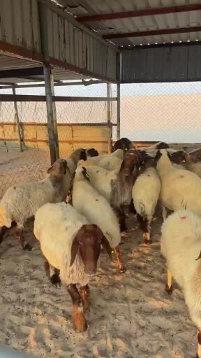 للبيع شويهات سوريه طيبه سن وديد