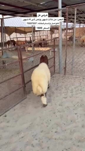 هرفي 