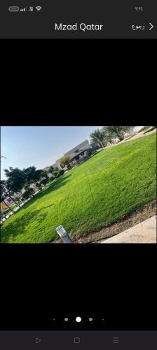 عشب طبيعي
