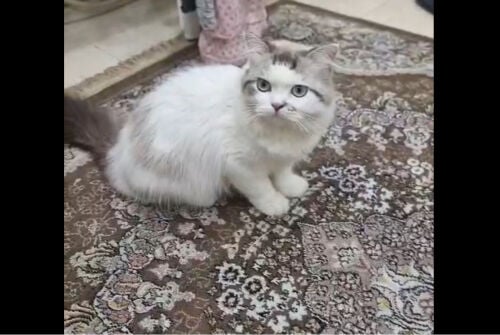 قط راجدول 