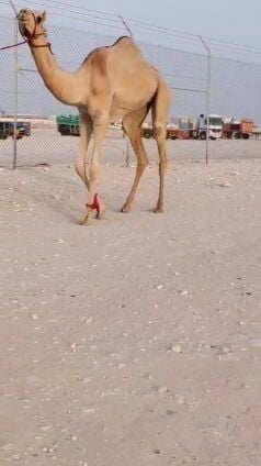 للبيع بكره لقيه