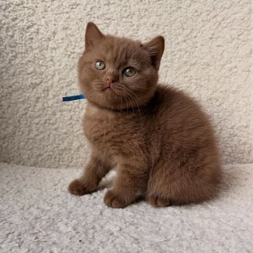 British Short Hair Kitten