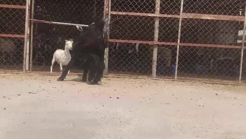فحل عارضي ثني حار