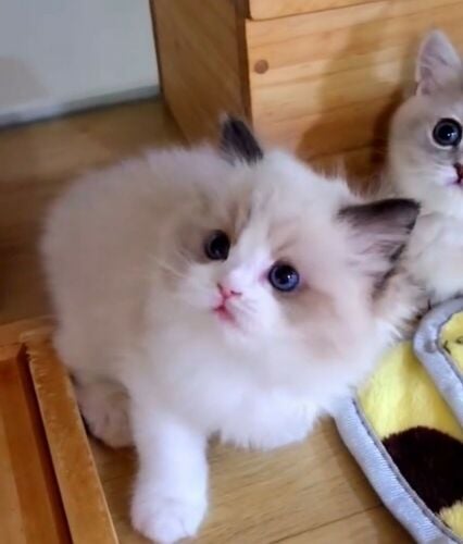 Ragdoll Kitten