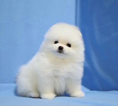 Pomeranian Puppy