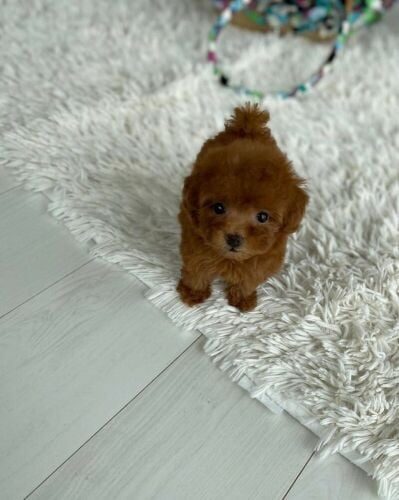 Toy Poodle Puppy