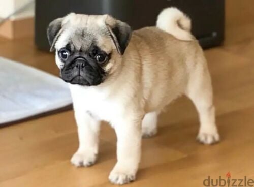 Pug Puppy