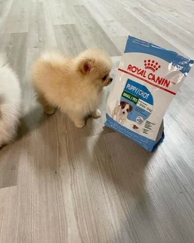 Teacup Pomeranian Puppy