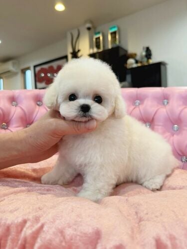 Maltese Puppy