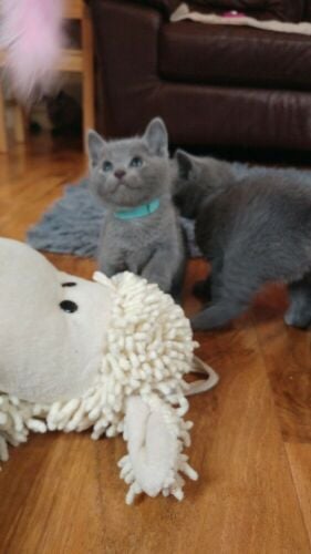 Russian Blue Kitten