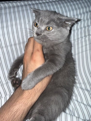Scottish cat