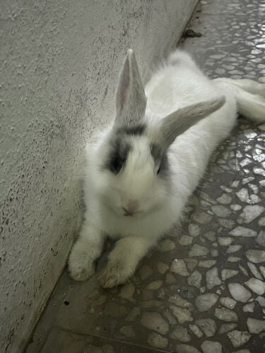 Rabit 