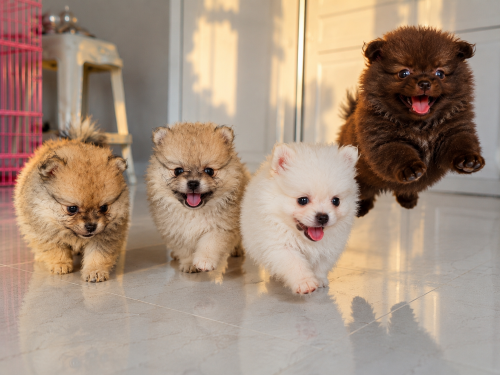 Teacup Pomeranians