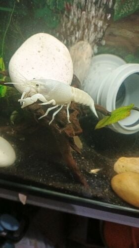 lobster