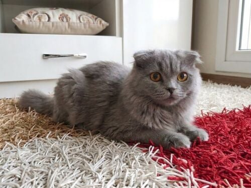 cat for sale