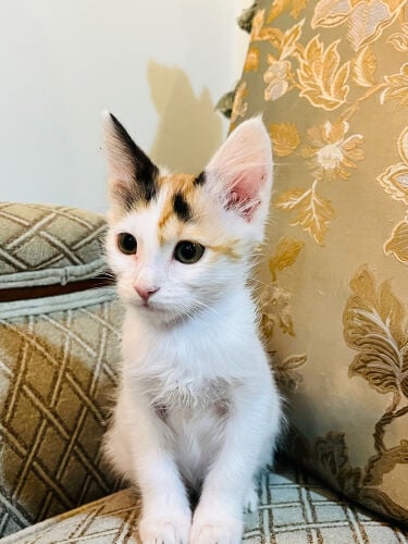Zuzi