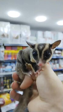  Flying Squirrel