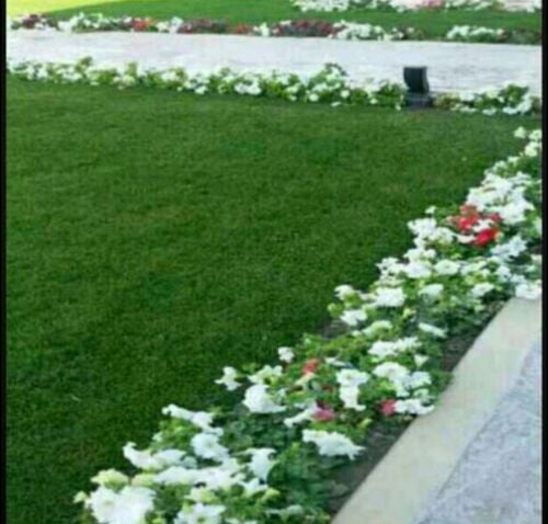 التنسيق والتنظيف وتقليم الاشجار