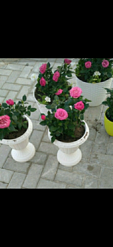 احواض زراعه