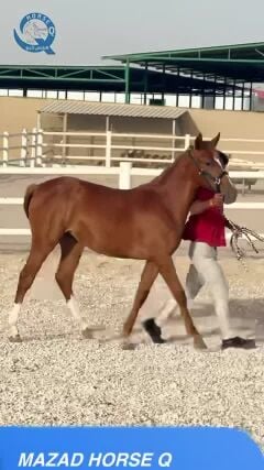 مهره عربيه ريس