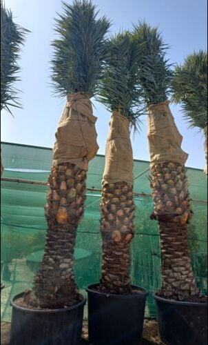 نخل مثمر