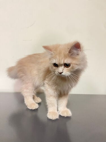 golden Persian cat
