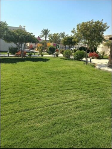 عشب طبيعي