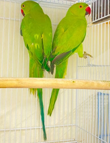 2 birds qr400 with cage 66750987