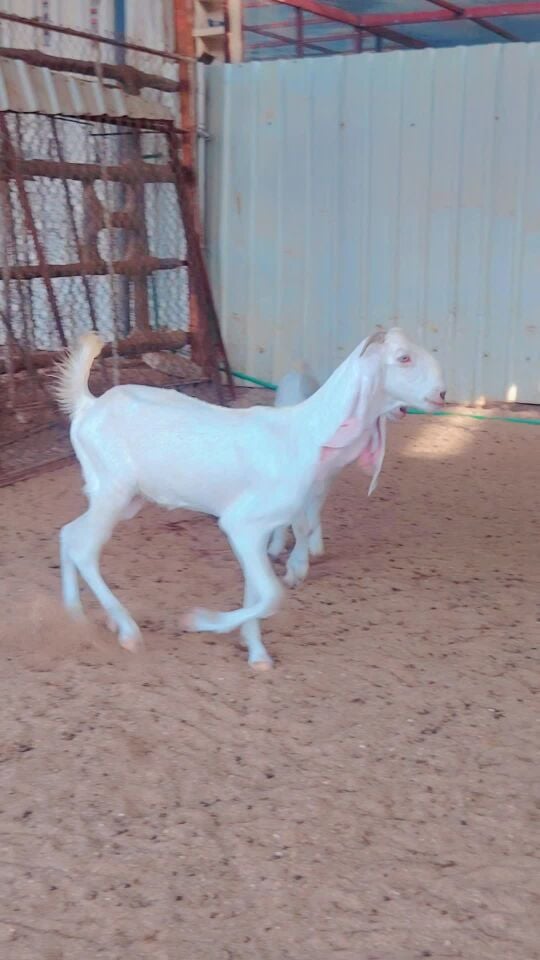 جمتين مطوره