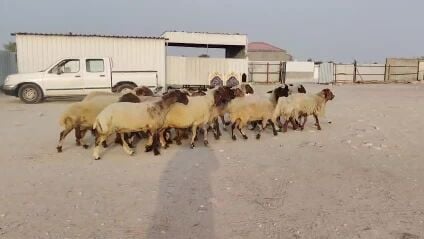 للبيع شويهات سوريه طيبه