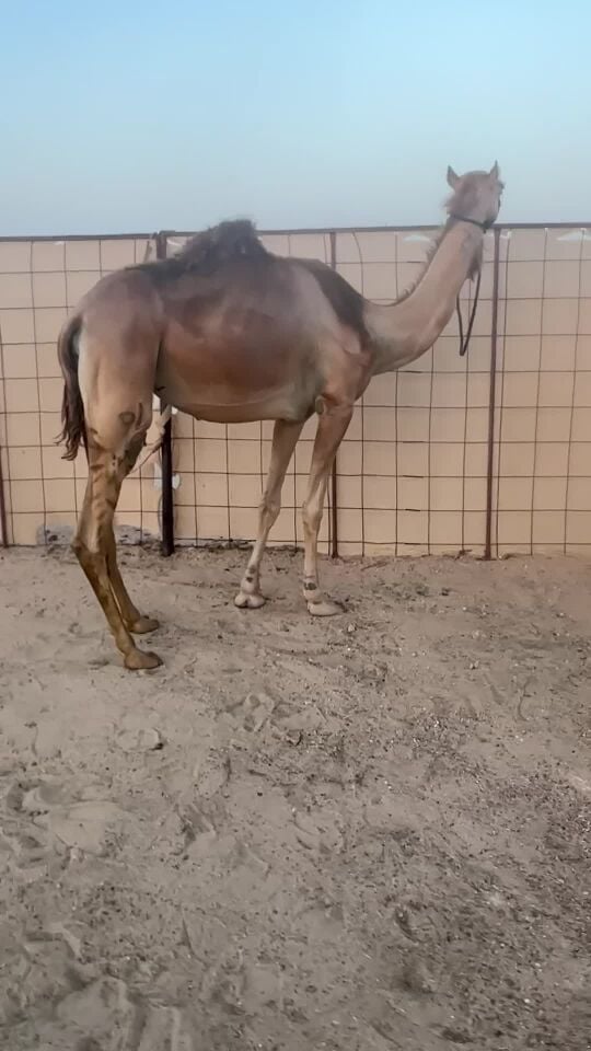 للبيع بنت لهب ابن حمدون 