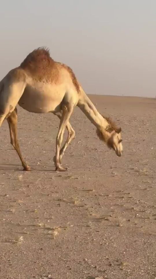 للبيع متلي طيبه 