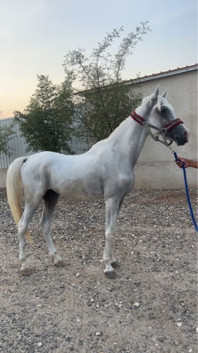 حصان ركوب 