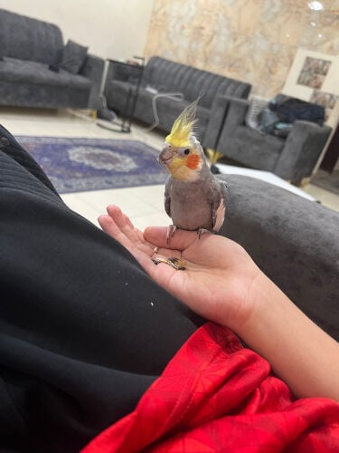 أقوى كروان و أقوى سعر