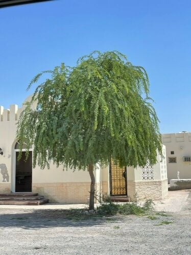 للبيع شتلات شجرة الغاف
