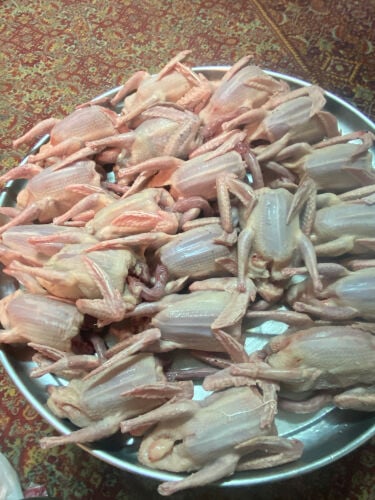 Jazel pigeon chick