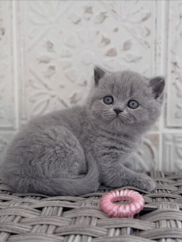 British short hair kitten