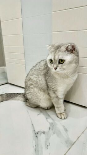 Scottish fold chinchilla