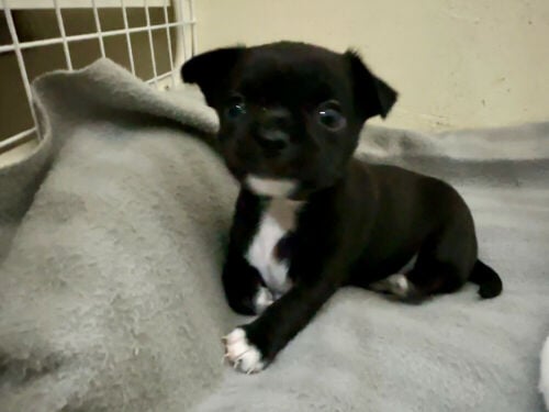 Chihuahua Male