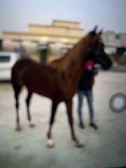حصان عربي خسئ  للبيع