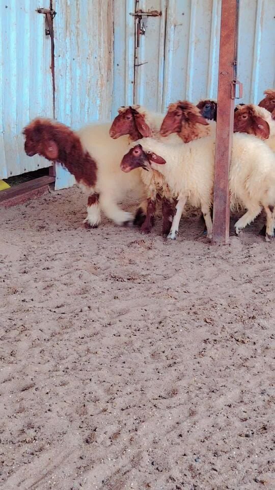 رخال سوريه 10