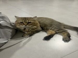 Persian Cat for adoption