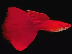 Albino Full Red Guppy