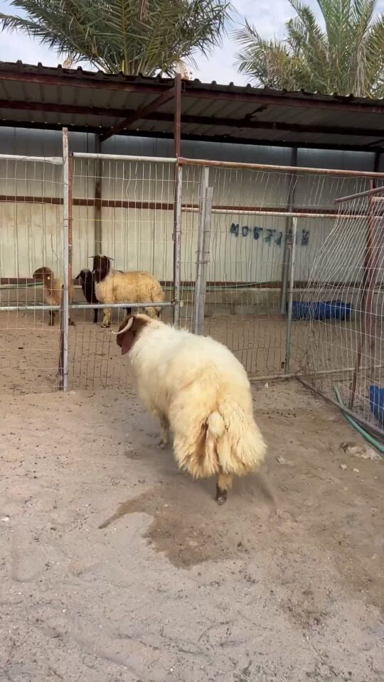 خروف جذع فاخر مغلق بلدي