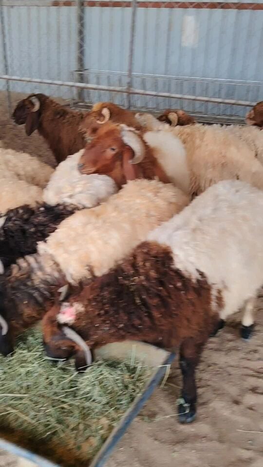 Syrian sheep, good quality slaughte