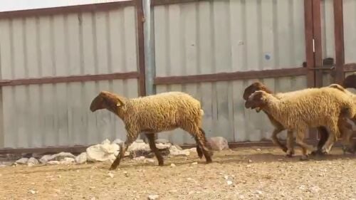 رخال سوريه